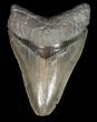 Serrated, Fossil Megalodon Tooth - South Carolina #51081-1